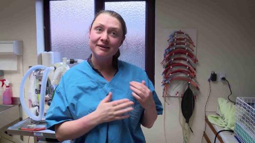 The Yorkshire Vet - Episode 5